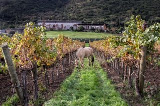 https://cowchile.cl/wp-content/uploads/2022/03/Odfjell_Vineyards_02-320x213.jpg
